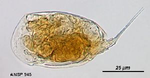  Image courtesy of ANSP (Jersabek et al. 2003) <a href='../../Reference/Index/15798' target='_blank'>[Ref.15798]</a>; female, lateral view